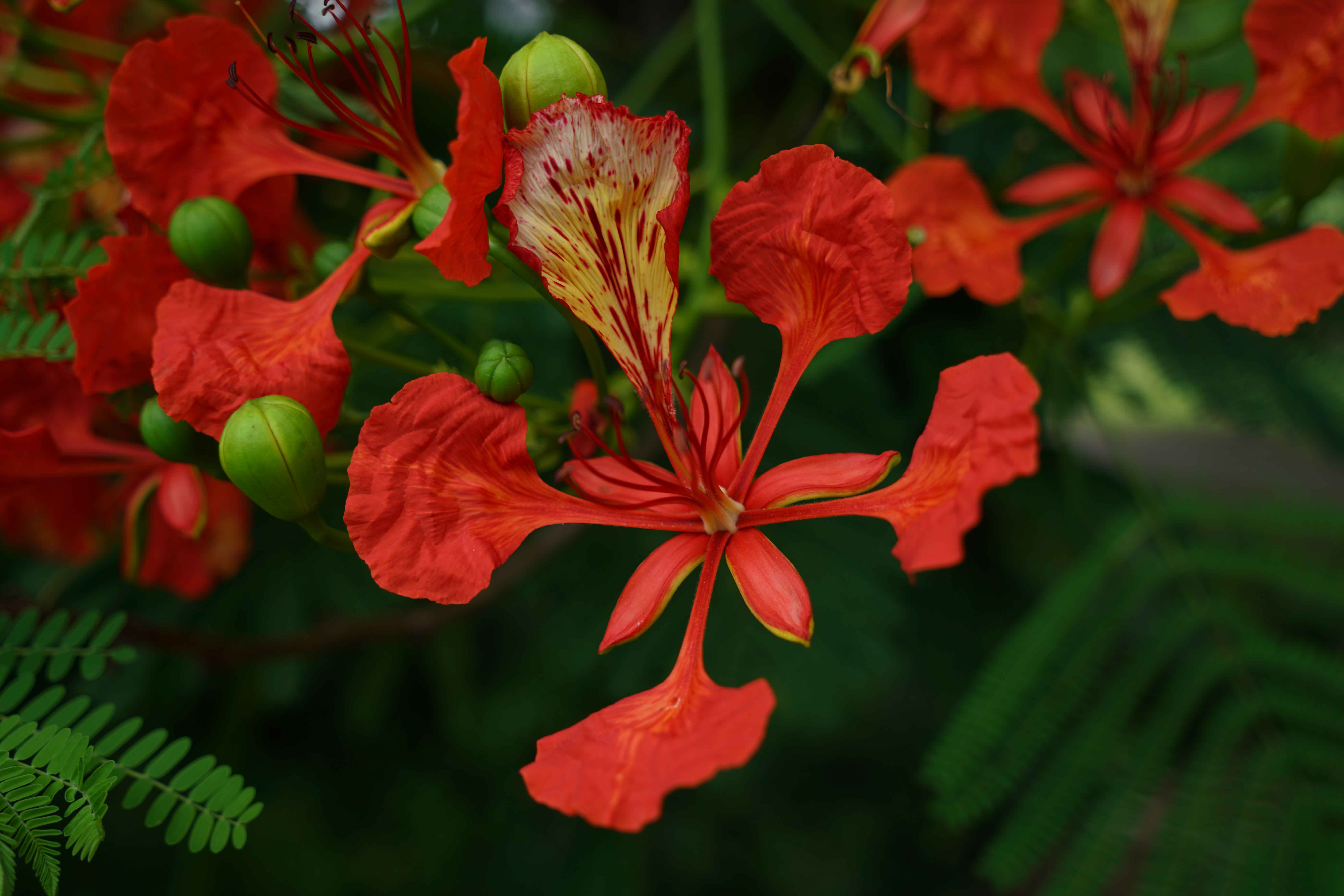 National Flower – Poinciana